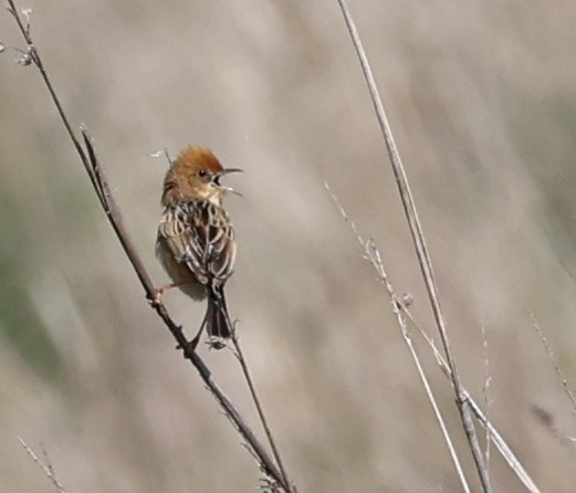 28 11 Golden -headed Cisticola.jpg