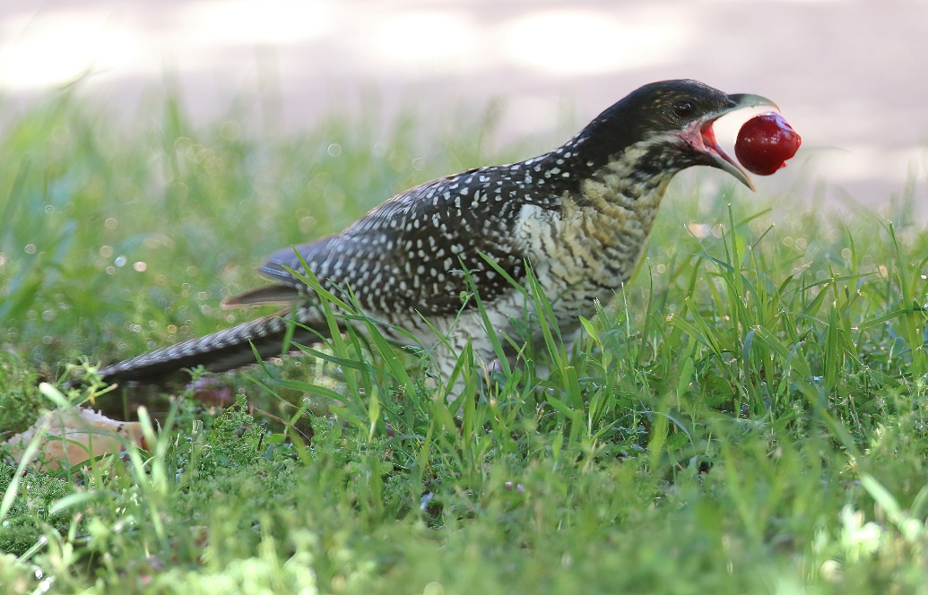 A bird with a red object in its beak

Description automatically generated