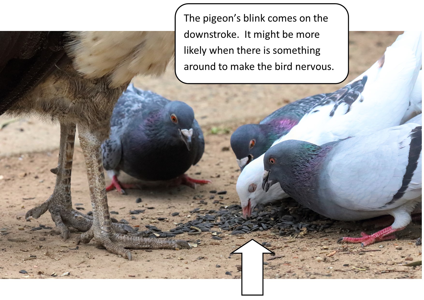 A group of birds eating seeds

Description automatically generated