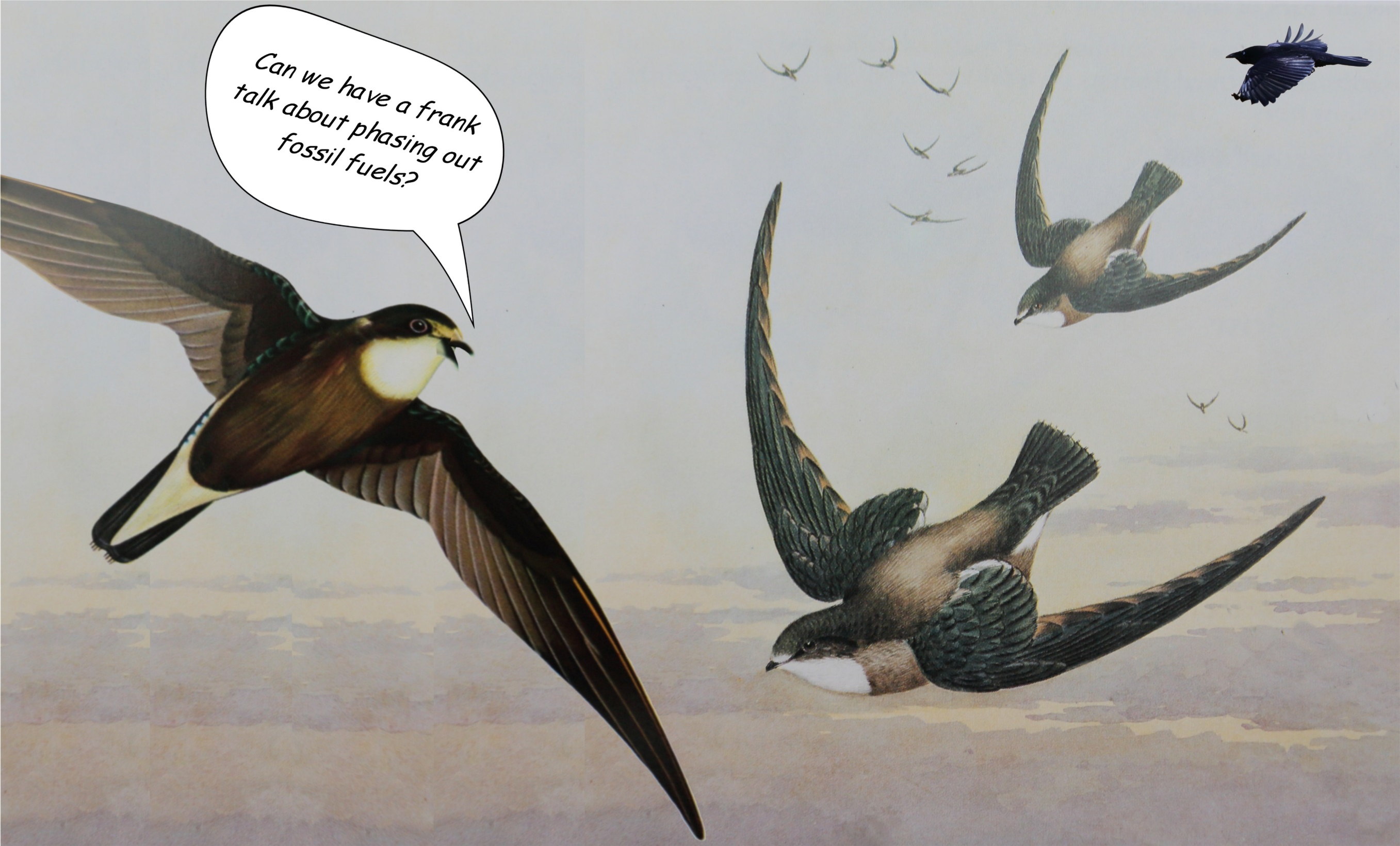 Birds flying birds with white speech bubble
Description automatically generated