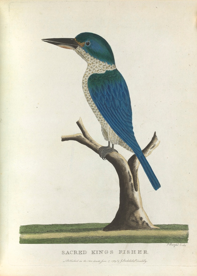A bird on a branch

Description automatically generated