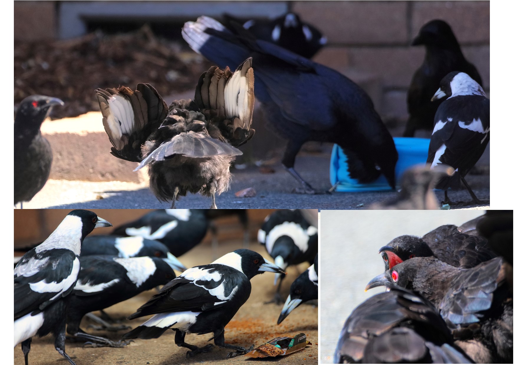Several birds with their wings spread

Description automatically generated