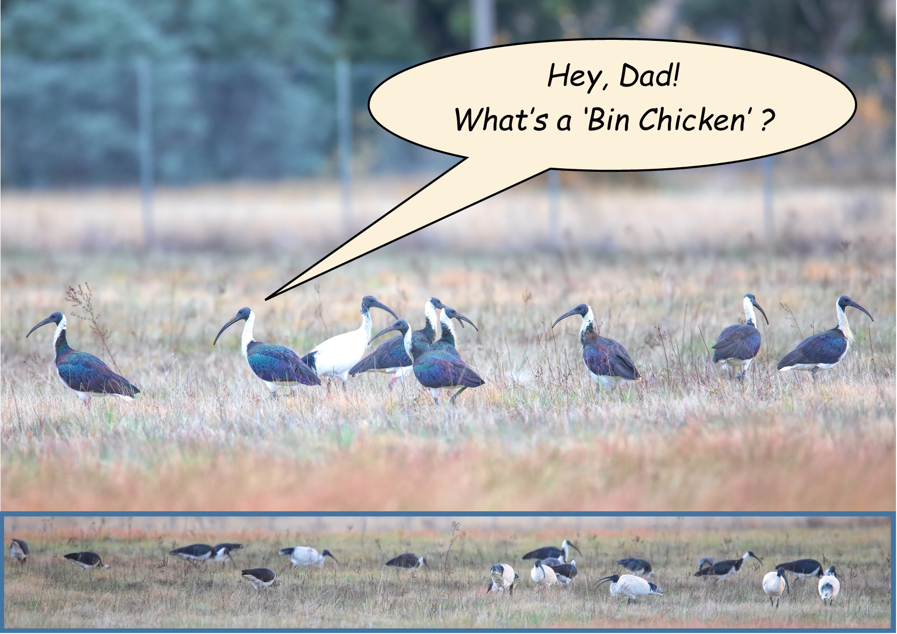 A group of birds in a field

Description automatically generated
