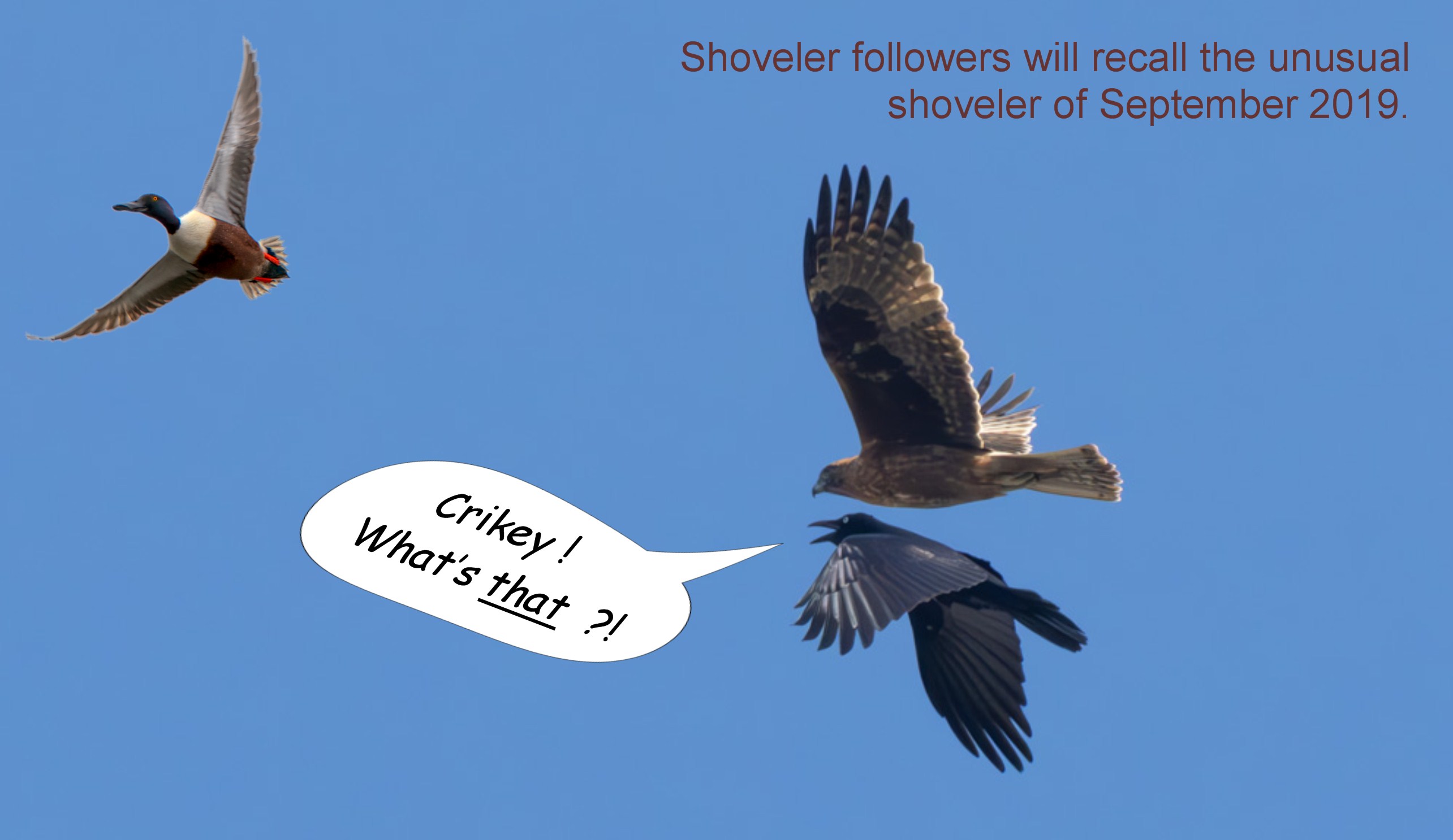 A bird flying next to a bird

Description automatically generated