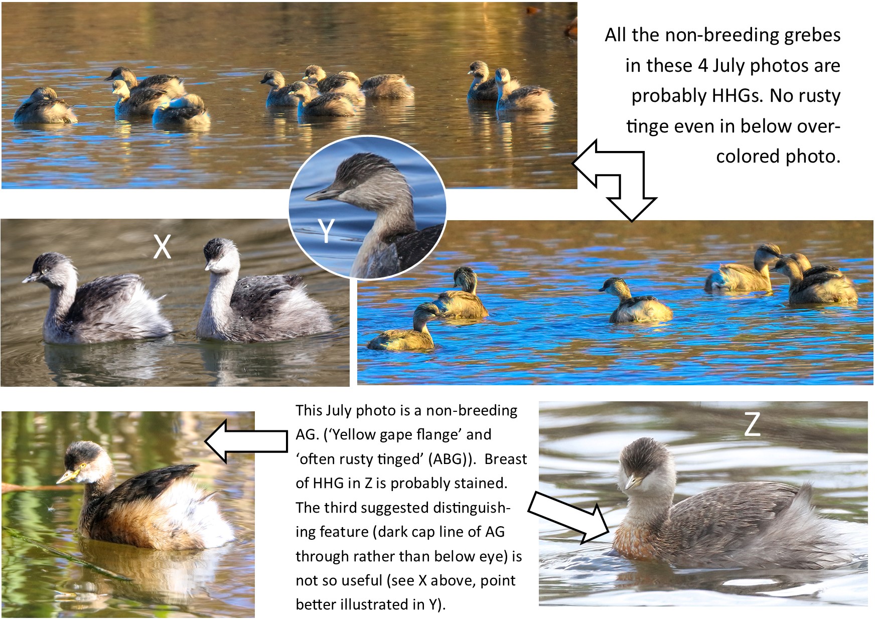 A collage of ducks swimming in water

Description automatically generated