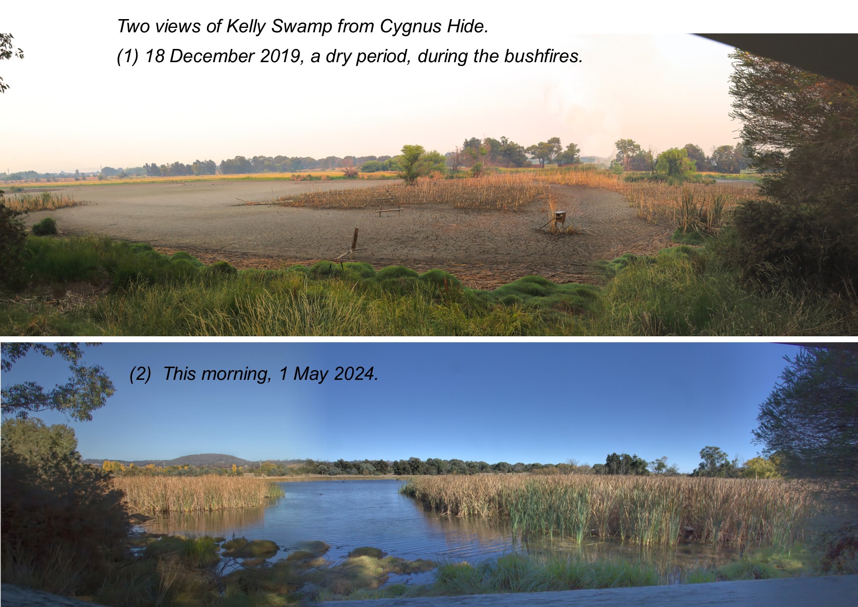 A collage of a swamp

Description automatically generated