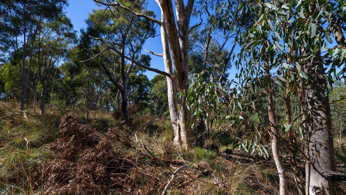 Bluetts Block could become a nature reserve. Picture by Sitthixay Ditthavong