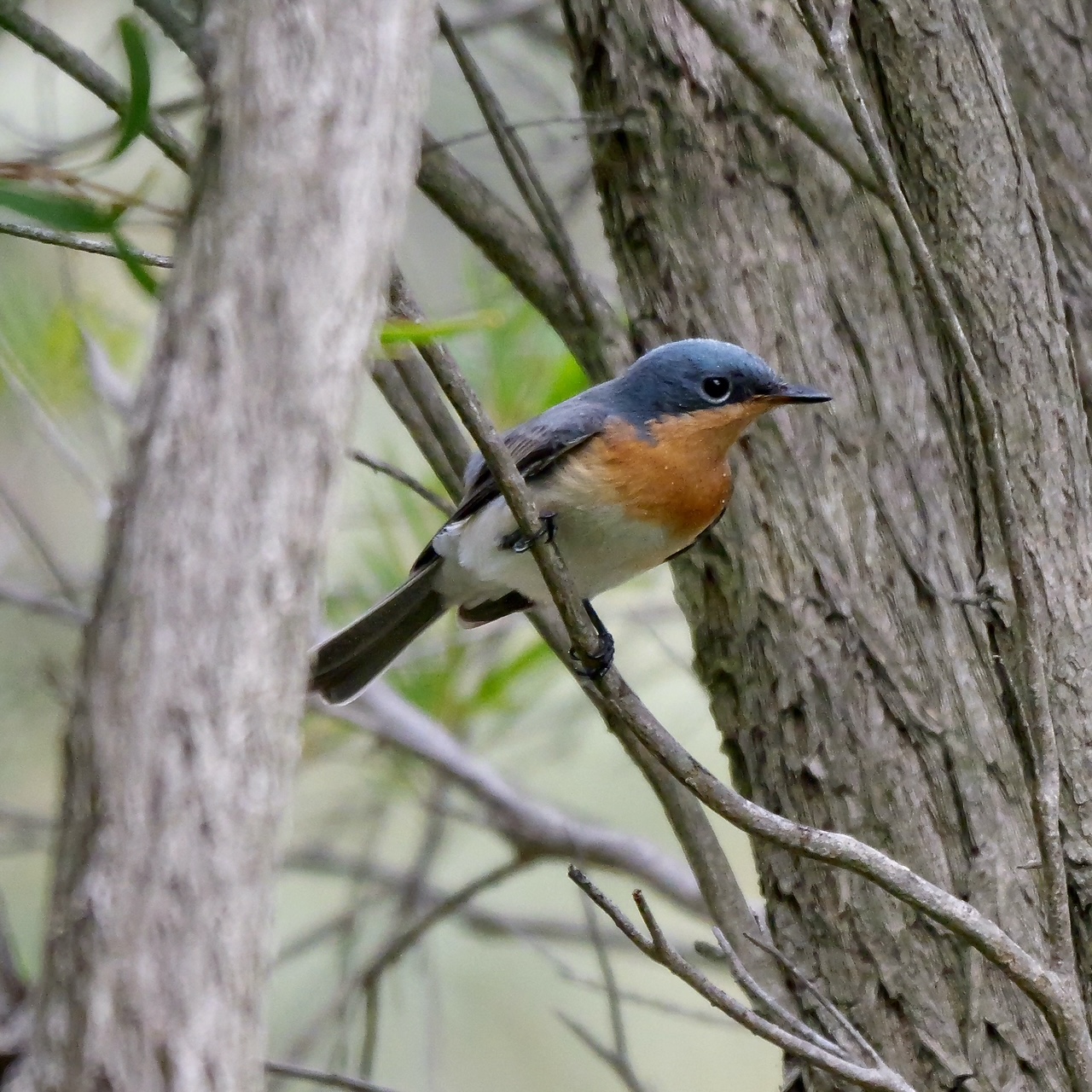 Leaden Flycatcher (f) Mawson.jpeg