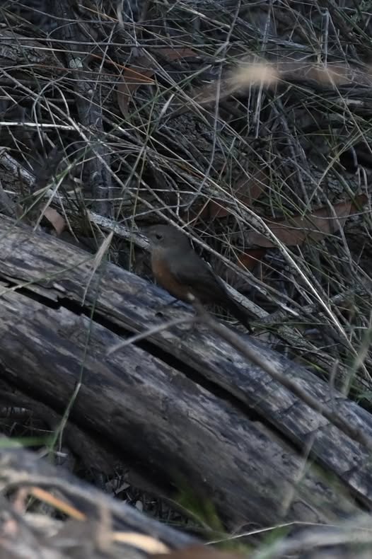 May be an image of mourning dove