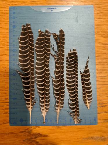 Feather ID.jpg