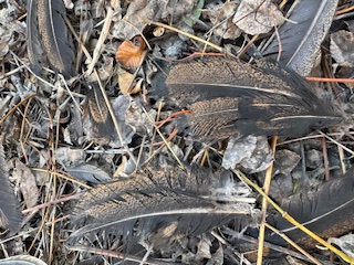 image0.jpeg