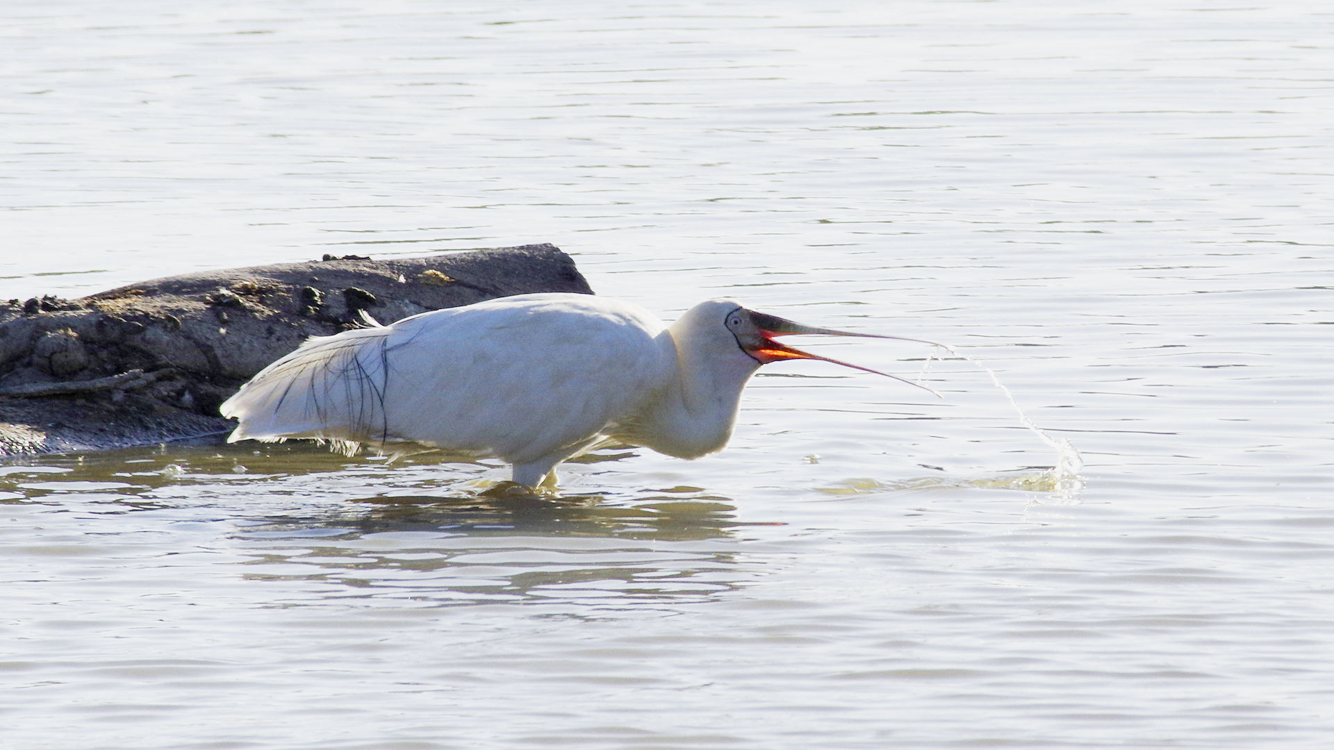 20150320-spoonbill.jpg