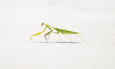 https://i.guim.co.uk/img/media/a225faad94cc9694e0cb1479b9f80da205e71040/78_88_1077_646/master/1077.jpg?width=460&quality=85&auto=format&fit=max&s=92157c400ce3a154033e02b857250425