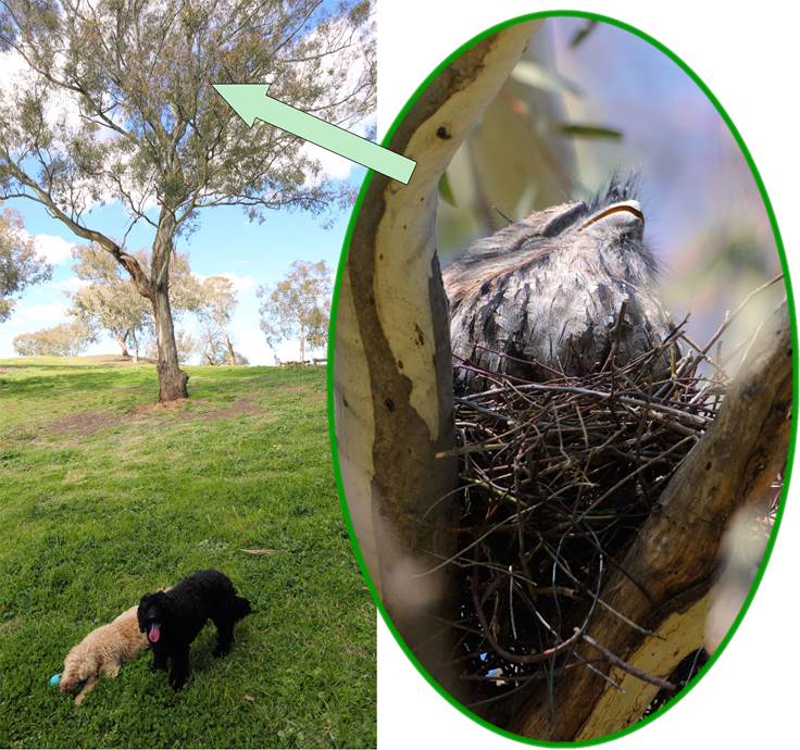 A picture containing grass, dog, outdoor, green

Description automatically generated