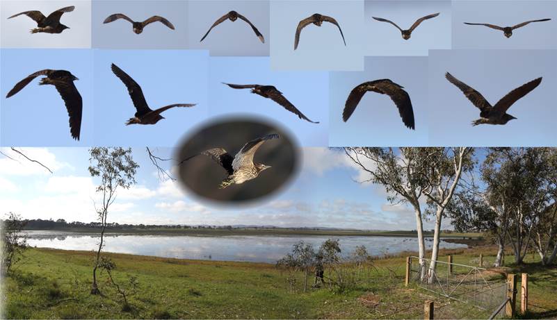 A flock of seagulls flying in the sky

Description automatically generated