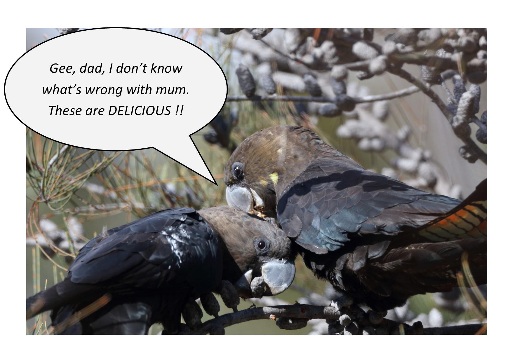 A picture containing text, bird, outdoor, gallinaceous bird

Description automatically generated