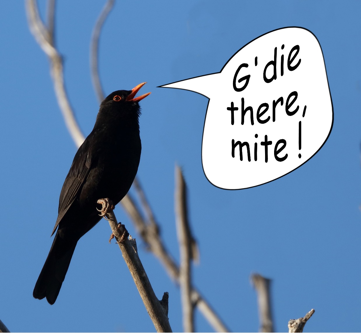 A bird perched on a branch
Description automatically generated